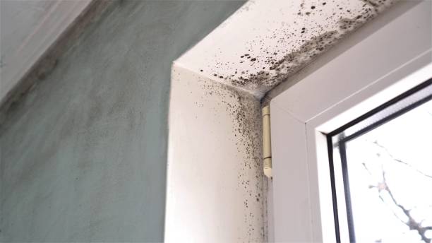 Office Mold Removal Services in Waimea, HI