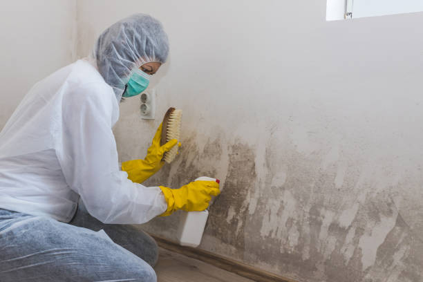 Best Residential Mold Removal  in Waimea, HI